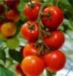 XVIII Wojewódzkie Święto Pomidora