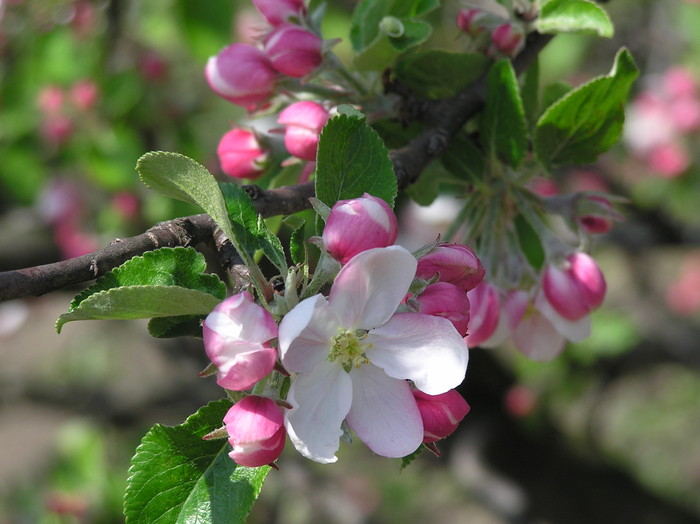 Święto kwitnącej jabłoni w Samborcu