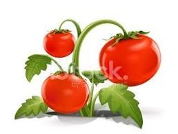 Wojewódzkie Święto Pomidora