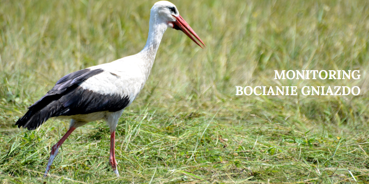 Akcja monitorowania gniazd bociana białego. Dołącz, obserwuj i wygraj ...